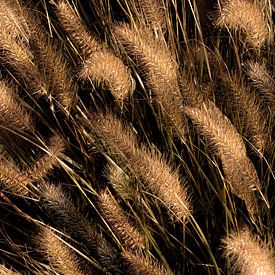 Golden plumes in nature by SO fotografie