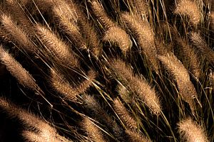 Goldene Federn in der Natur