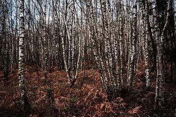 Birkenwald von Joris Machholz