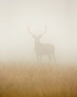 Ghost Stag