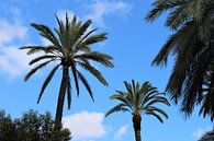 El Palmeral van Annabel Terlou thumbnail