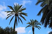 El Palmeral