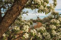 Mill de Vrijheid between the blossoms by Moetwil en van Dijk - Fotografie thumbnail