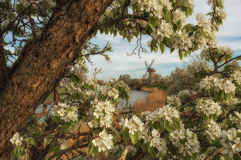 Mill de Vrijheid between the blossoms by Moetwil en van Dijk - Fotografie
