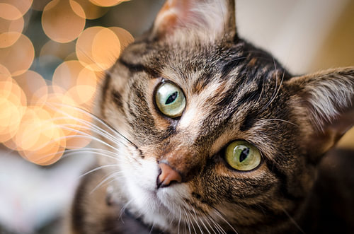 Christmas cat