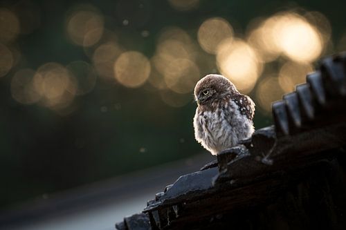 Hibou en pierre