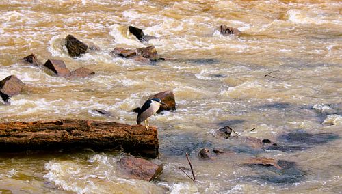 Einsamer Fischer mit schwarzer Haube