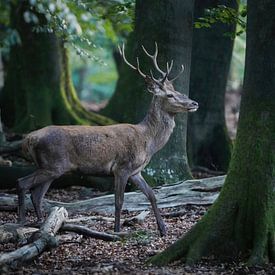 Edelhert in het beukenbos van Tom Zwerver