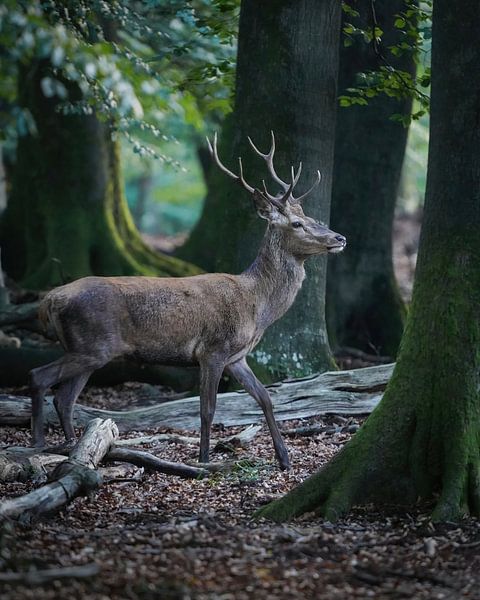 Edelhert in het beukenbos van Tom Zwerver
