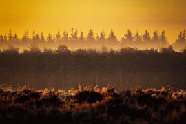 Matin brumeux. sur Alex Buijs