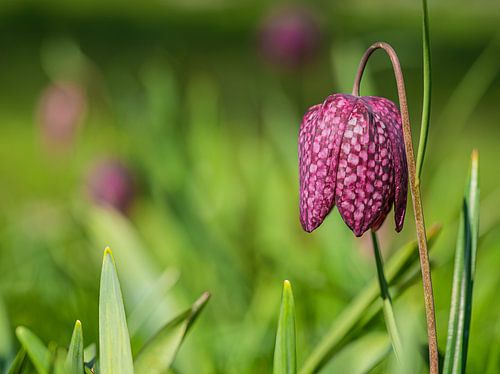 Fritillary