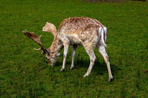 Close-up van een grazend damhert.