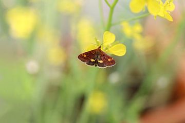Pyrausta purpuralis grass moth, colourful insect butterfly sitting on blade of grass flower