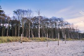 Trees on the beach of the Baltic Sea. Small forest by Martin Köbsch