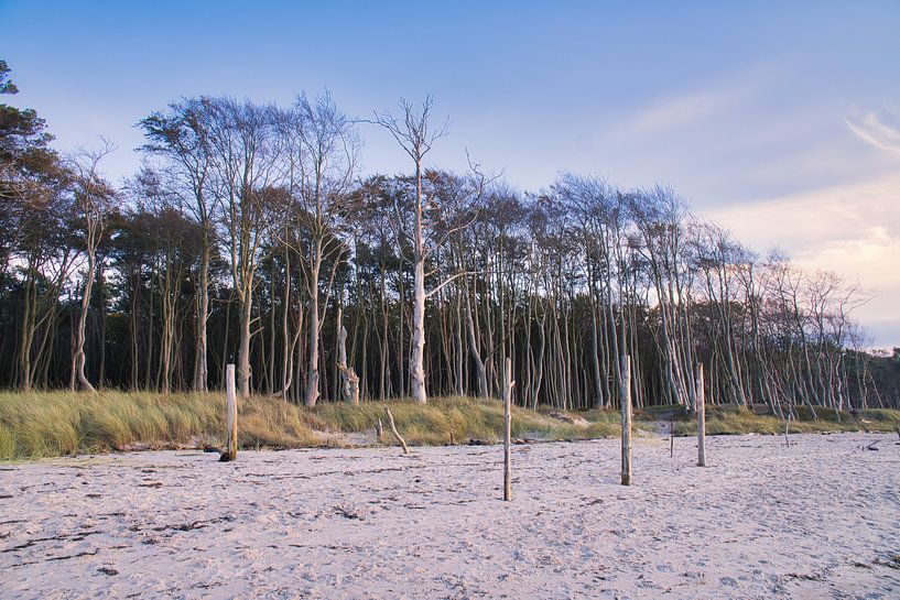 Trees on the beach of the Baltic Sea. Small forest by Martin Köbsch