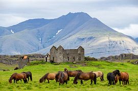 Icelandic horses at ruin .
