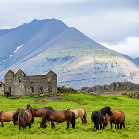 IJslandse paarden bij ruine . van Jan Fritz