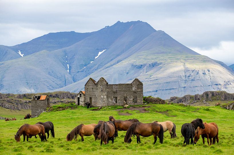 Chevaux islandais en ruine . par Jan Fritz
