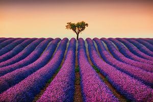 Minimalisme en Provence. Lavande et arbre solitaire au coucher du soleil