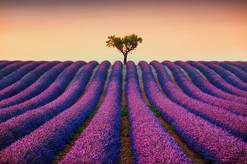 Minimalismus in der Provence. Lavendel und ein einsamer Baum bei Sonnenuntergang von Stefano Orazzini