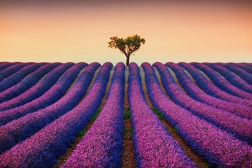 Minimalisme in de Provence. Lavendel en een eenzame boom bij zonsondergang