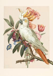 Henriëtta’s Bird