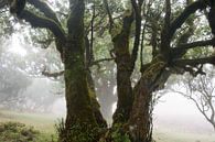 Mistig Laurierbos op Madeira van Felix Sedney thumbnail