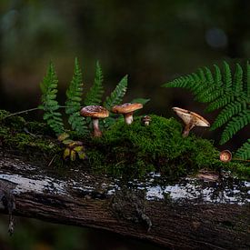Mushroom scene by John Linders