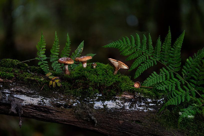 Scène de champignons par John Linders