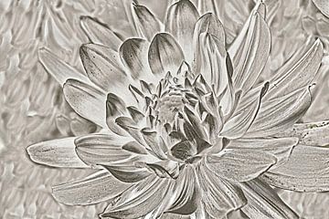 dahlia in duotone by Hanneke Luit