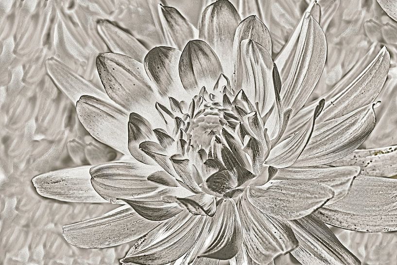dahlia en duotone par Hanneke Luit