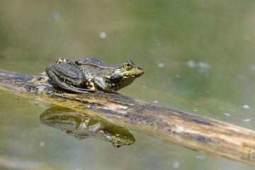 Frog sitting on tree trunk in water by Berit Kessler