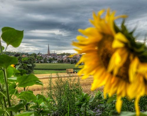 Dorpje Vaals met zonnebloemen