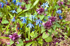 Une clairière avec des scilles au printemps  sur Silva Wischeropp