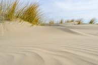 Dünengras, das auf kleinen Sanddünen am Strand von Schiermonnikoog von Sjoerd van der Wal Fotografie Miniaturansicht
