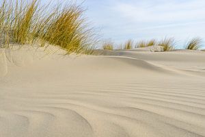 Dünengras, das auf kleinen Sanddünen am Strand von Schiermonnikoog von Sjoerd van der Wal Fotografie