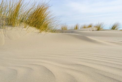 Dünengras, das auf kleinen Sanddünen am Strand von Schiermonnikoog