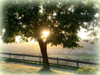 Love tree