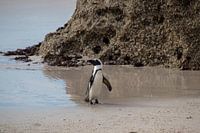 Pinguin