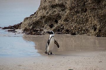 Pinguin by Nathalie van der Klei