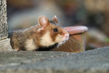 Wilde Hamster op steen van Rick van der Weijde