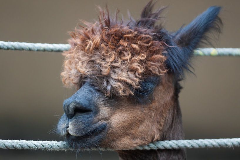 Alpaca par MSP Canvas