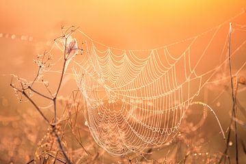 Spinnenweb tijdens zonsopkomst van R Smallenbroek
