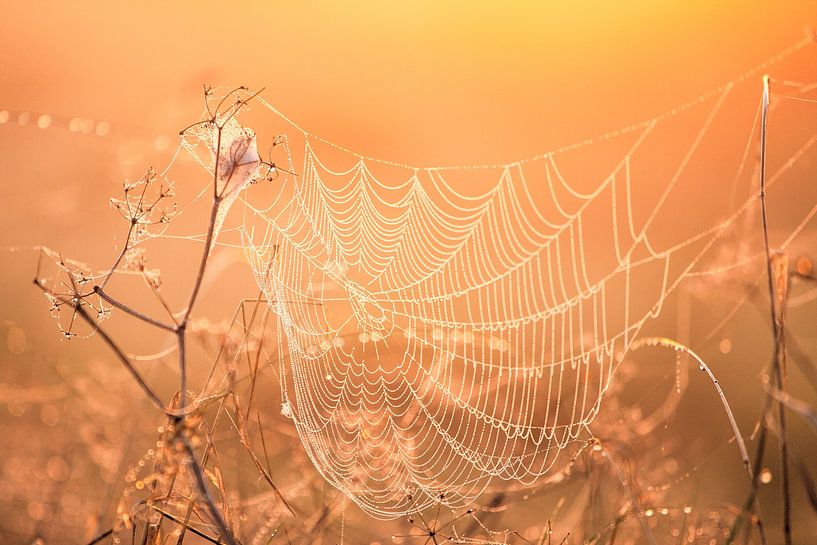 Spider web during sunrise by R Smallenbroek