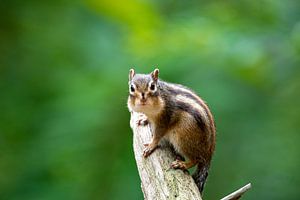 Sibirisches Erdhörnchen von Ed Klungers