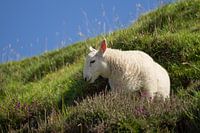 jong schaap