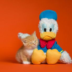 Donald Duck Kätzchen Katze Katze von Patrick Reymer