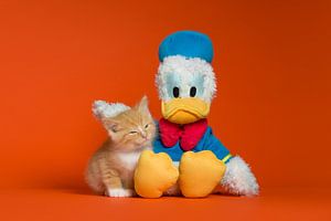 Donald Duck Kätzchen Katze Katze von Patrick Reymer