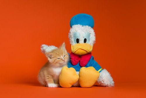 Donald Duck Kittens Cats Pussy by Patrick Reymer