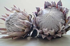 Protea 11 von Carla Mesken-Dijkhoff